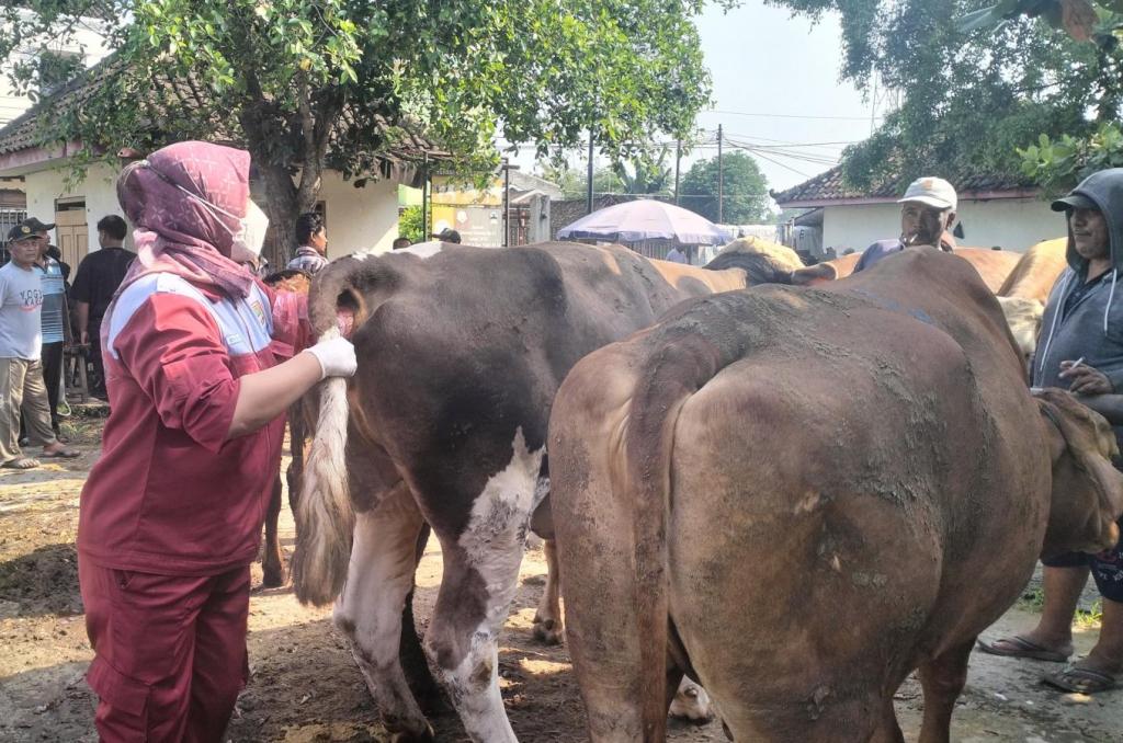 Hadapi Hari Raya Idul Adha, Sapi di Pasar Bekonang Sukoharjo Diperiksa&nbsp;Kesehatannya