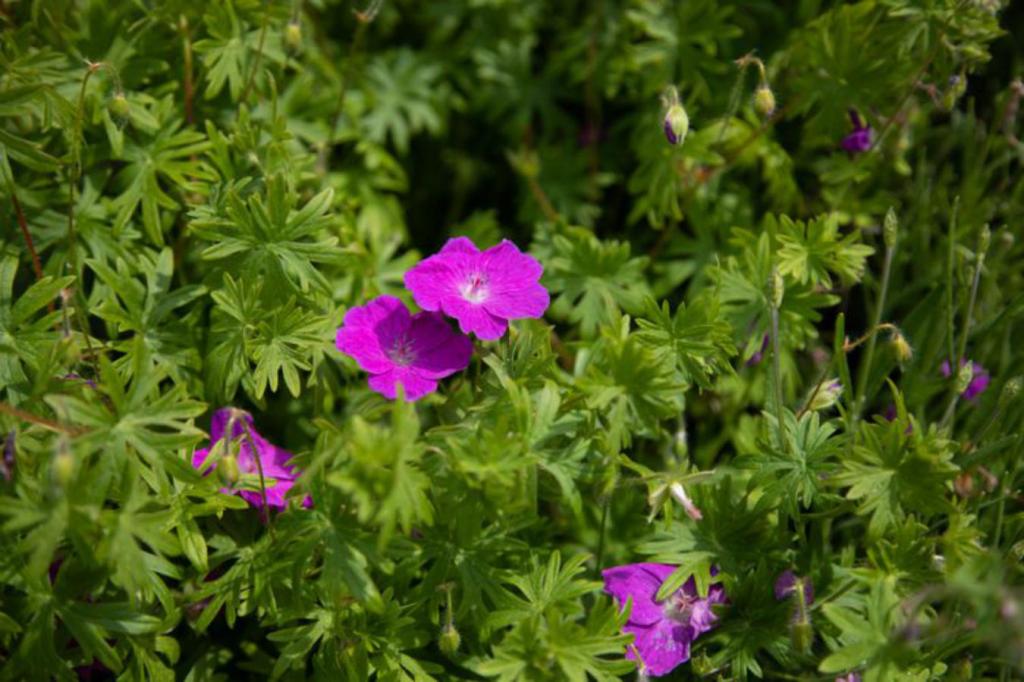 Tanaman Asli yang Dapat Ditambahkan ke Taman&nbsp;Anda